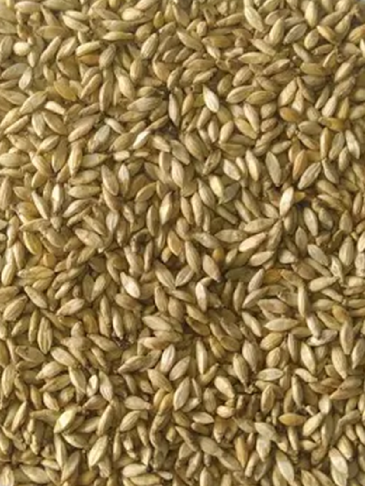 Brachiaria ruziziensis