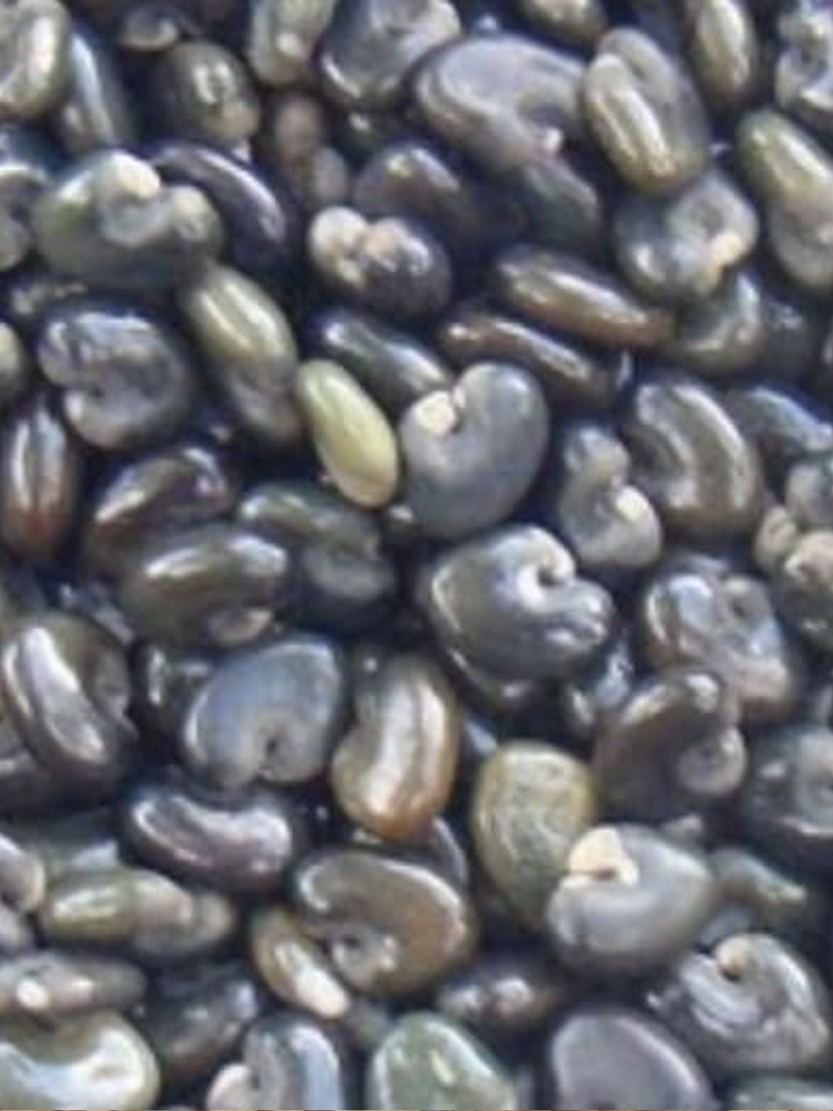 Crotalaria spectabilis